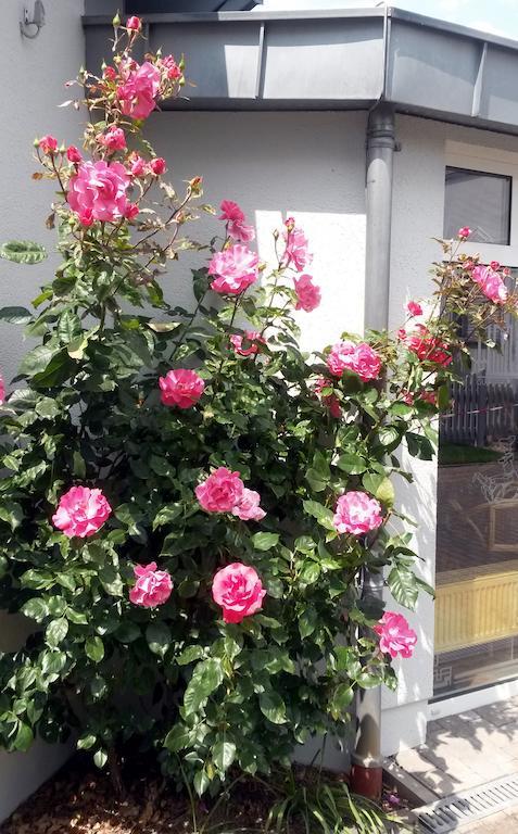 Hotel Ambiente Lich Dış mekan fotoğraf